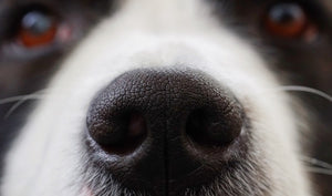 Tips for Diagnosing and Soothing Your Dog's Dry Nose