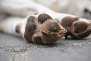 How To Treat Your Dog's Rough And Cracked Paws