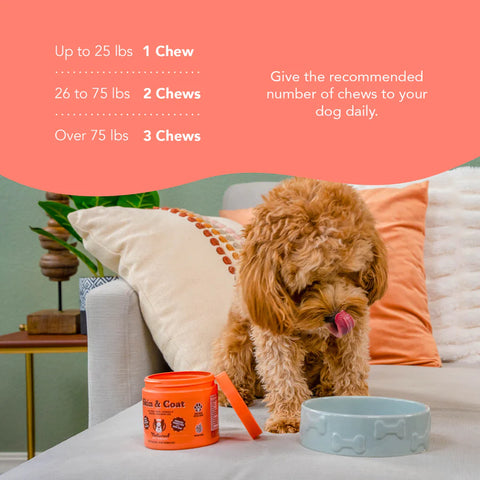 Best dog coat supplement online